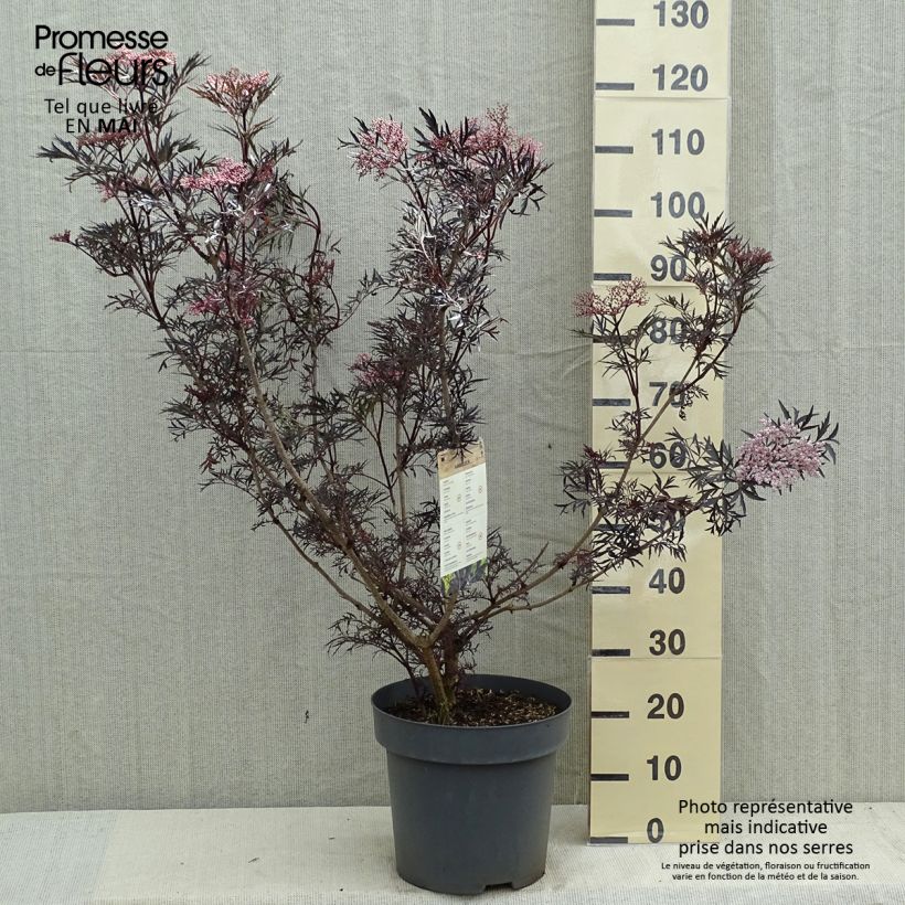 Example of Schwarzer Holunder Black Lace - Sambucus nigra Topf mit 12L/15L as you get in printemps