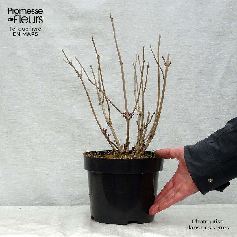 Example of Schwarzer Holunder Golden Tower - Sambucus nigra Topf mit 3L/4L as you get in printemps