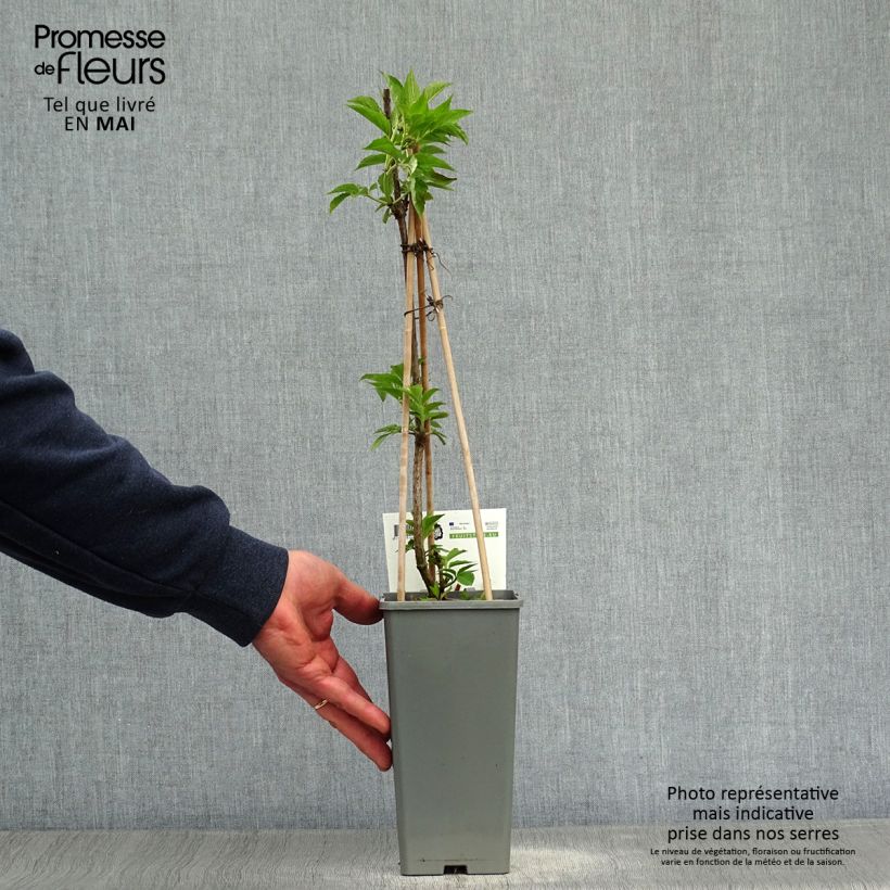 Example of Schwarzer Holunder Haschberg - Sambucus nigra Topf mit 1,5L/2L, Strauch as you get in printemps