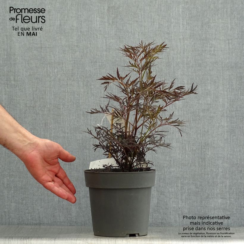 Example of Schwarzer Holunder Straight Laced - Sambucus nigra Topf mit 3L/4L as you get in printemps