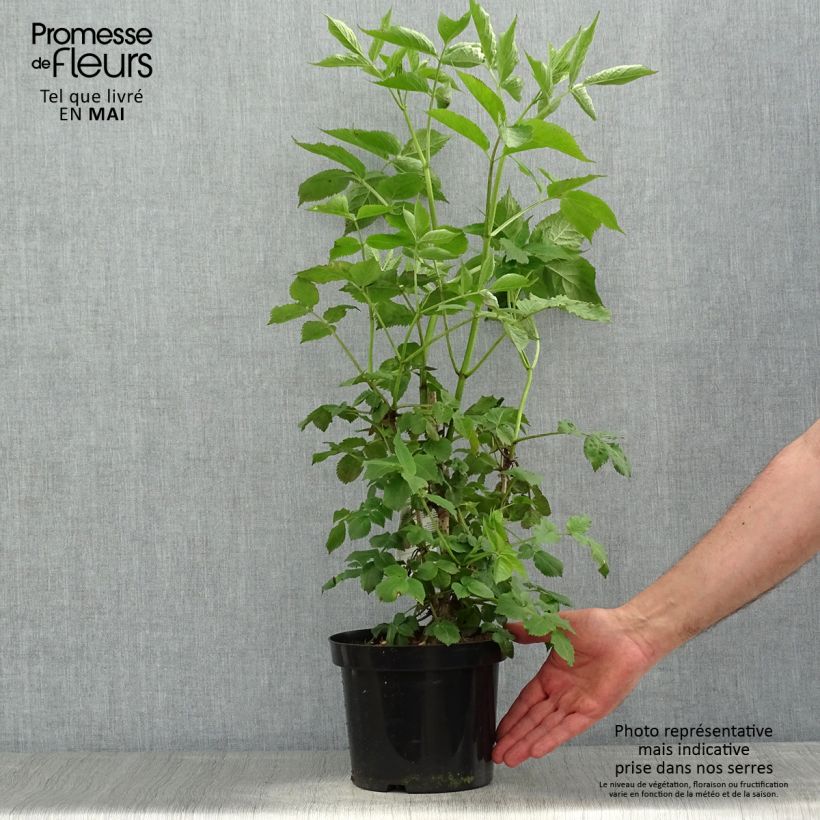 Example of Sambucus nigra - Schwarzer Holunder Topf mit 2L/3L as you get in printemps