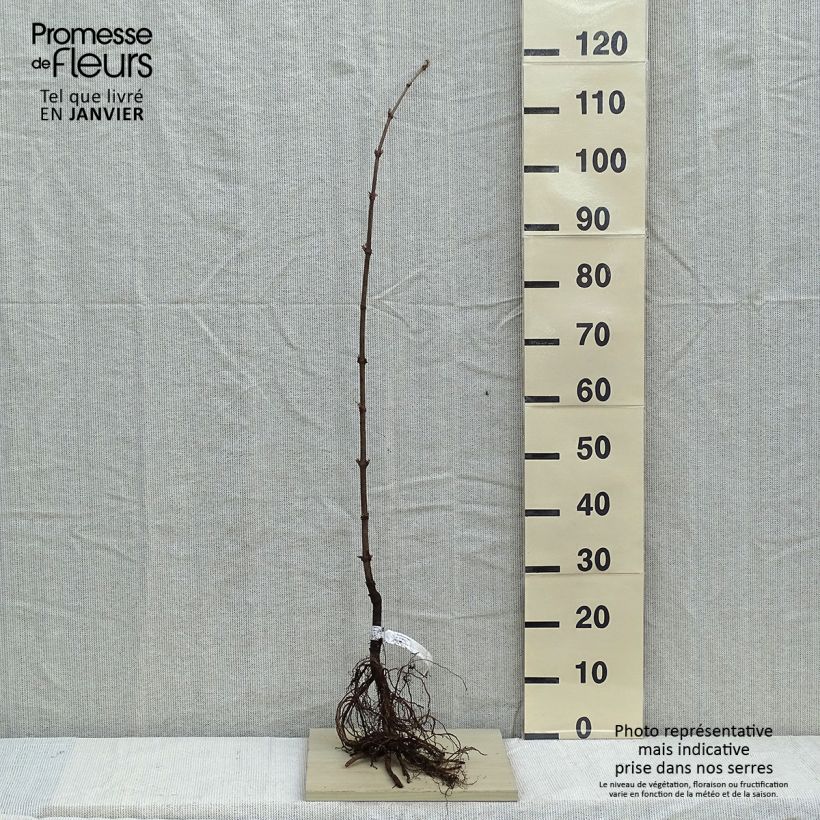 Example of Sambucus nigra - Schwarzer Holunder Wurzelnackt as you get in hiver