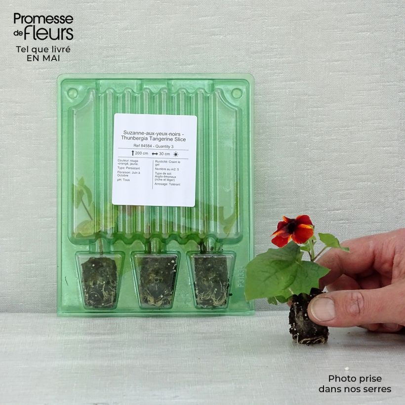 Example of Thunbergia alata Tangerine Slice Mini-Plug Ø 1,5/2,5 cm as you get in printemps