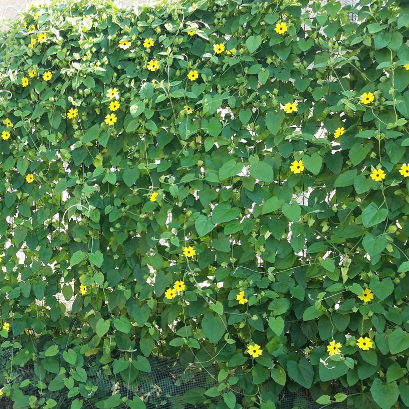 Thunbergia alata (Wuchs)