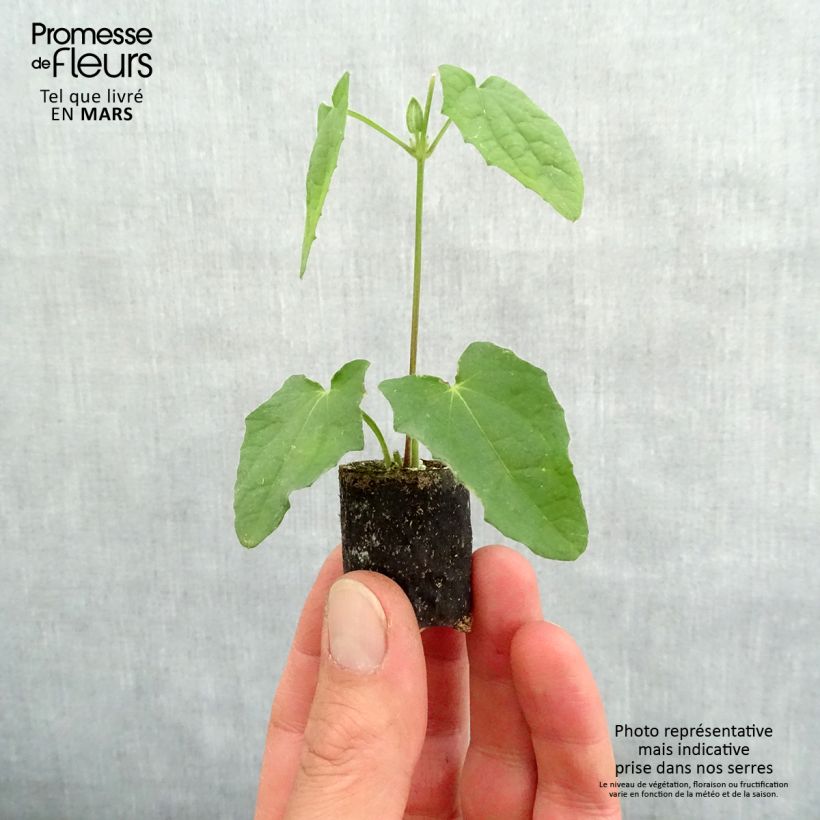 Exemplar von Thunbergia alata Mini-Plug Ø 3/4 cm wie im Frühjahr geliefert