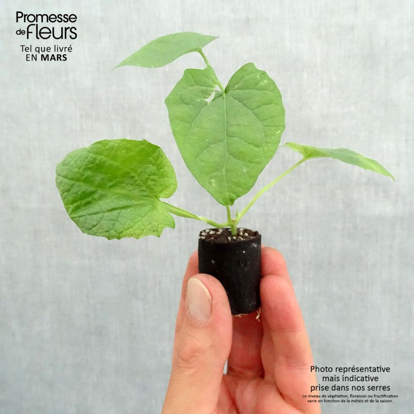 Exemplar von Thunbergia alata orange Mini-Plug Ø 3/4 cm wie im Frühjahr geliefert