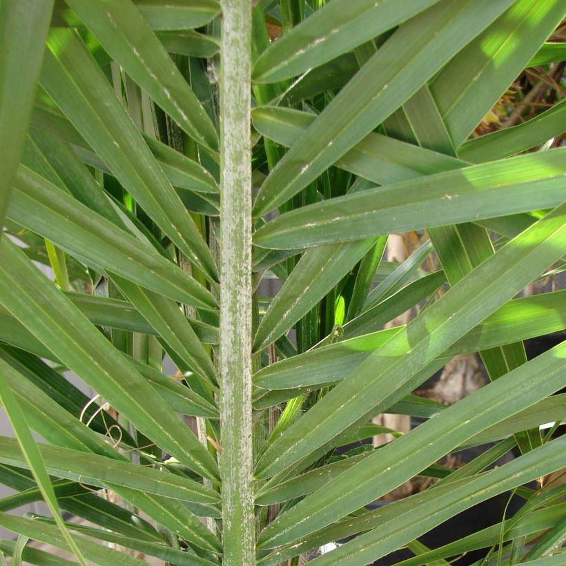 Königin-Palme - Syagrus romanzoffiana (Foliage)