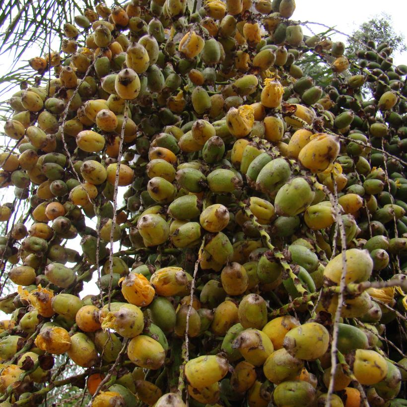 Königin-Palme - Syagrus romanzoffiana (Harvest)