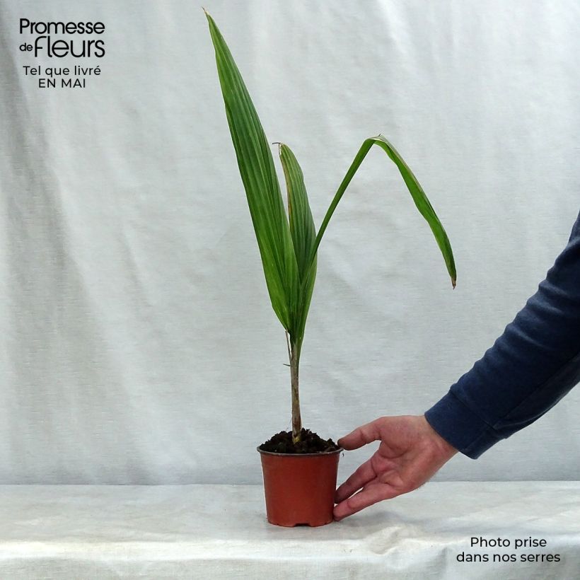 Example of Königin-Palme - Syagrus romanzoffiana Topf 12 cm / 13 cm as you get in printemps