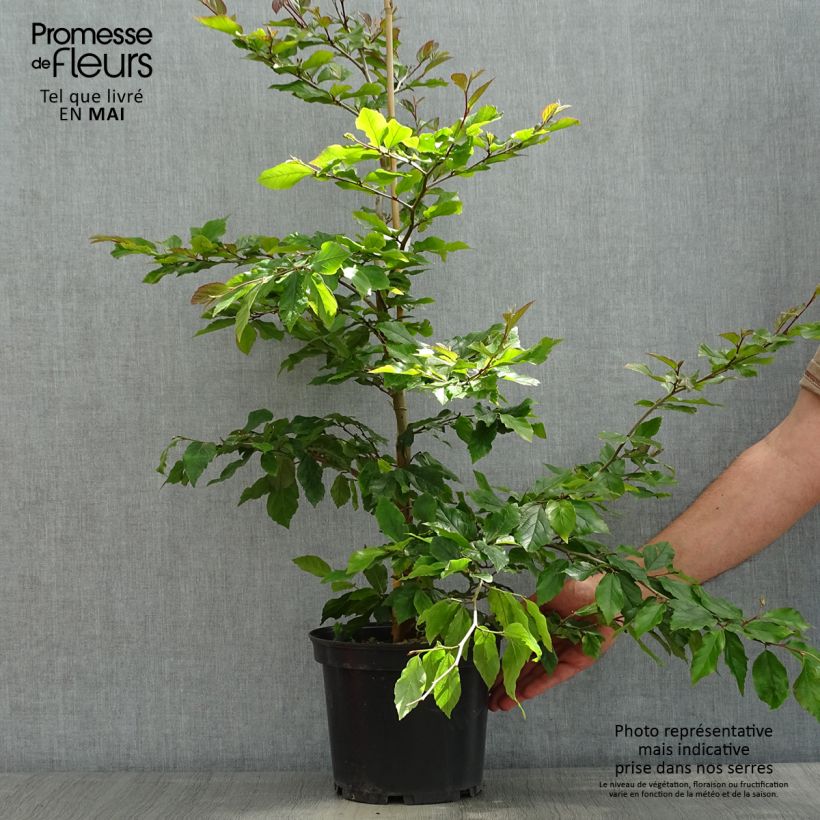 Exemplar von Strauch-Eisenholzbaum Purple Haze - Sycoparrotia semidecidua Topf mit 3L/4L wie im Frühjahr geliefert