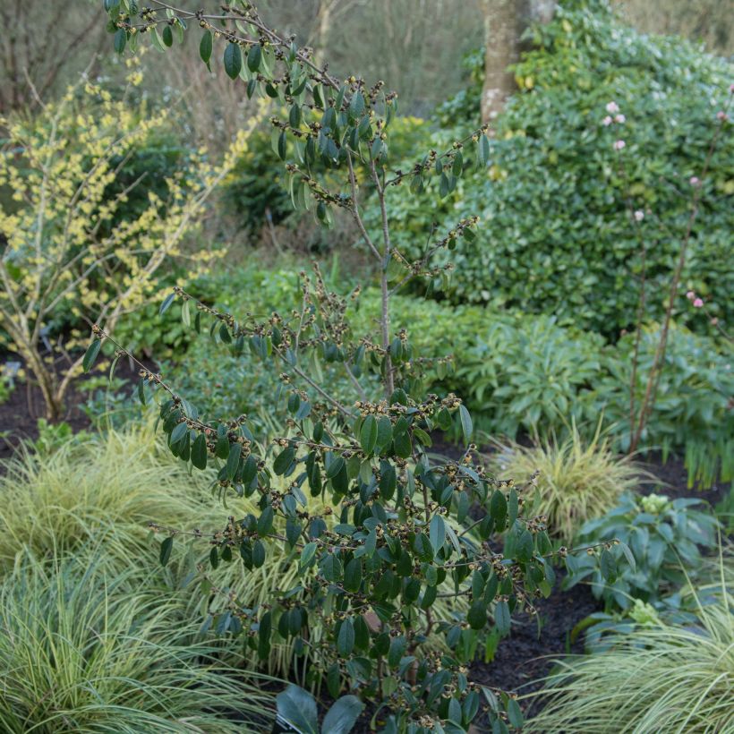 Sycopsie - Sycopsis sinensis (Wuchs)