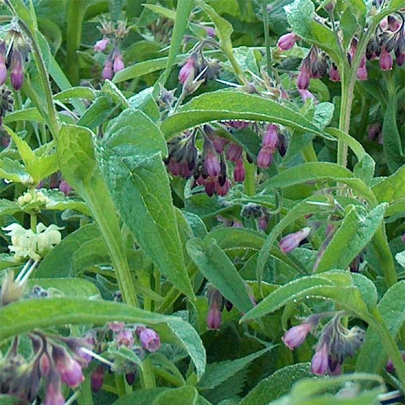 Gemeiner Beinwell - Symphytum officinale (Foliage)