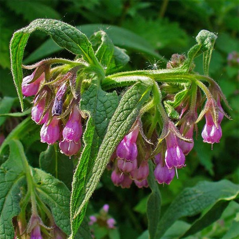 Gemeiner Beinwell - Symphytum officinale (Flowering)