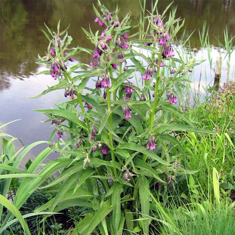 Gemeiner Beinwell - Symphytum officinale (Plant habit)