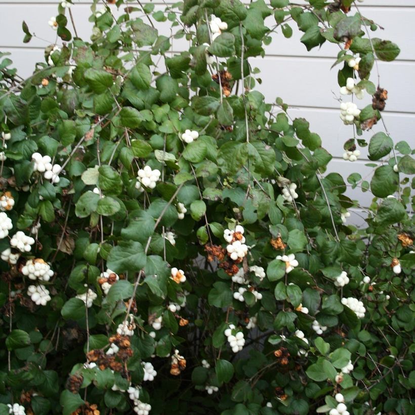 Gewöhnliche Schneebeere - Symphoricarpos albus (Wuchs)