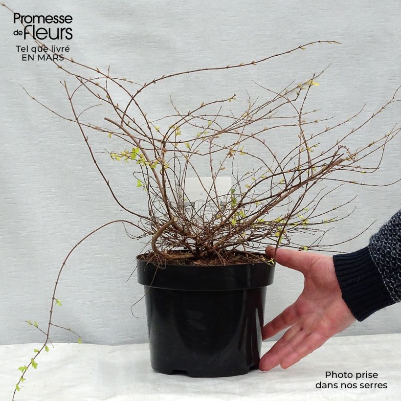 Example of Schneebeere Brain de Soleil - Symphoricarpos chenaultii Topf mit 3L/4L as you get in printemps