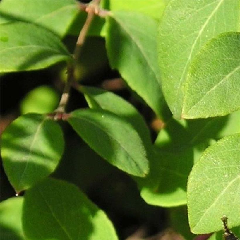 Schneebeere - Symphoricarpos chenaultii (Foliage)