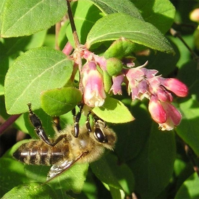 Schneebeere - Symphoricarpos chenaultii (Flowering)