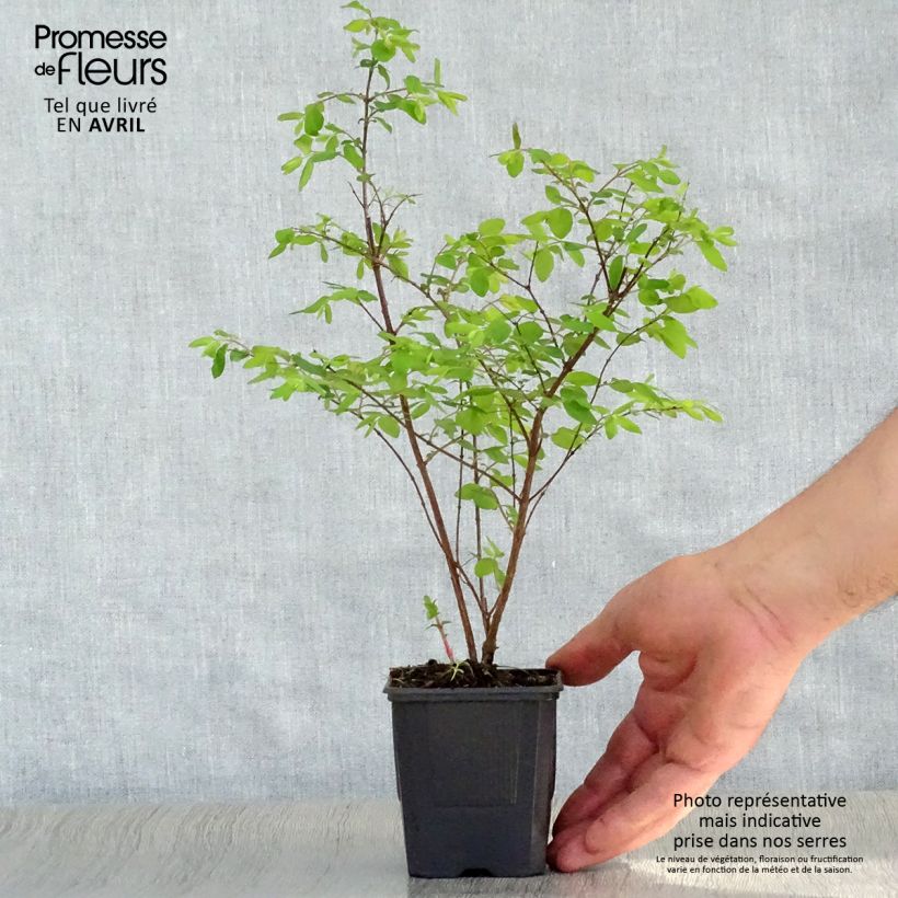 Exemplar von Schneebeere Hancock - Symphoricarpos chenaultii Kleine Töpfe von 8/9 cm wie im Frühjahr geliefert