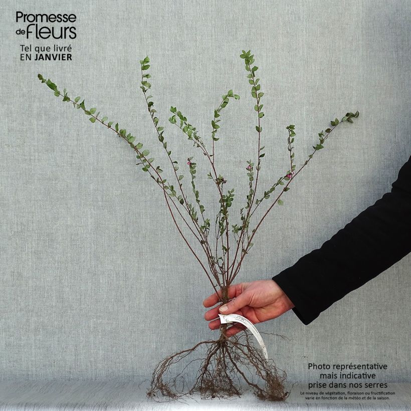 Exemplar von Schneebeere Hancock - Symphoricarpos chenaultii Wurzelnackt, Strauch wie im Winter geliefert