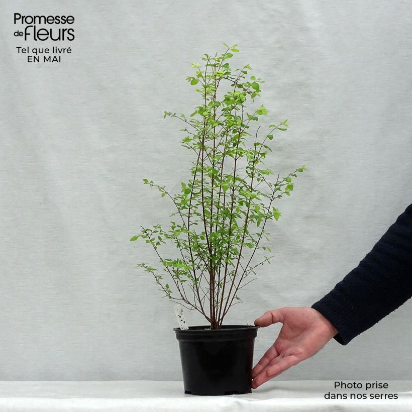 Example of Schneebeere - Symphoricarpos chenaultii Topf mit 2L/3L as you get in printemps