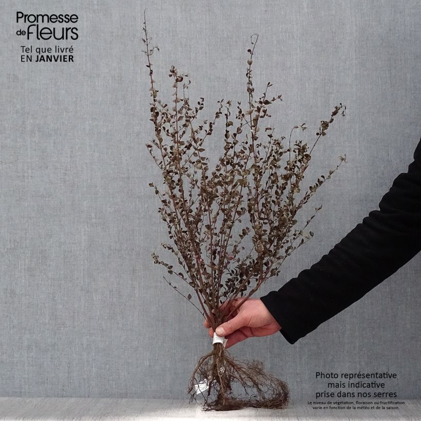 Example of Schneebeere - Symphoricarpos chenaultii Wurzelnackt, Strauch as you get in hiver