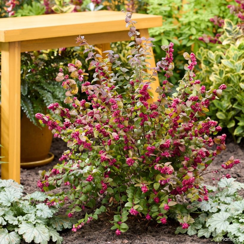 Amethystbeere Little Berry - Symphoricarpos (Wuchs)