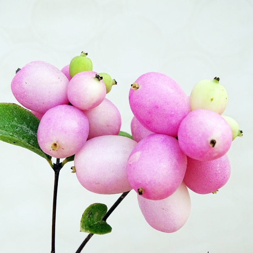 Amethystbeere Mother Of Pearl - Symphoricarpos (Harvest)