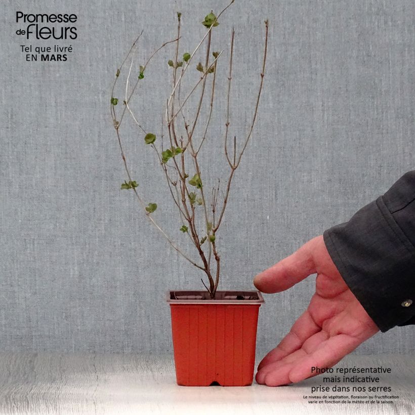 Example of Amethystbeere Mother Of Pearl - Symphoricarpos Kleine Töpfe von 8/9 cm as you get in printemps