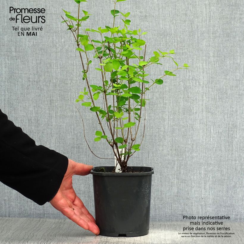 Example of Amethystbeere Mother Of Pearl - Symphoricarpos Topf mit 2L/3L as you get in printemps