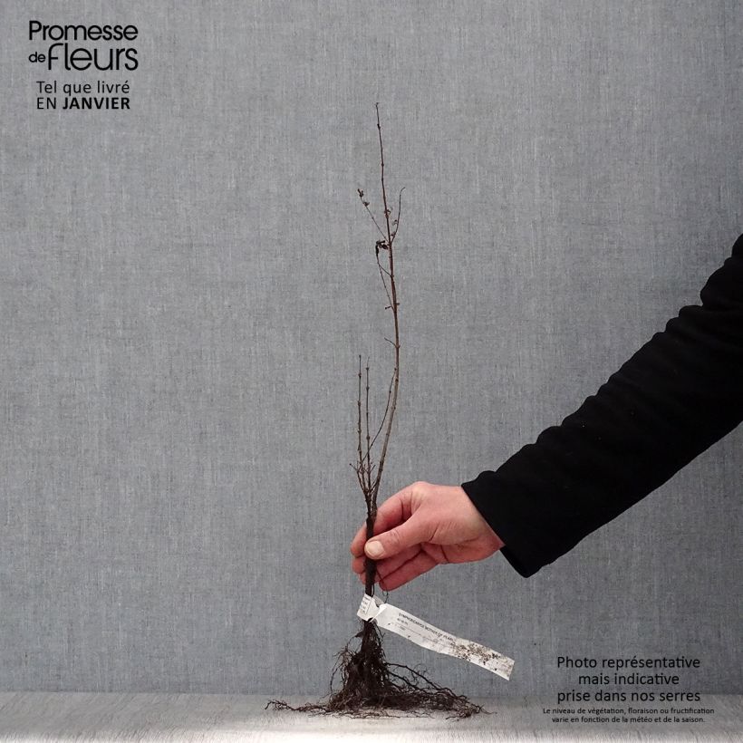 Example of Amethystbeere Mother Of Pearl - Symphoricarpos Wurzelnackt, Strauch as you get in hiver