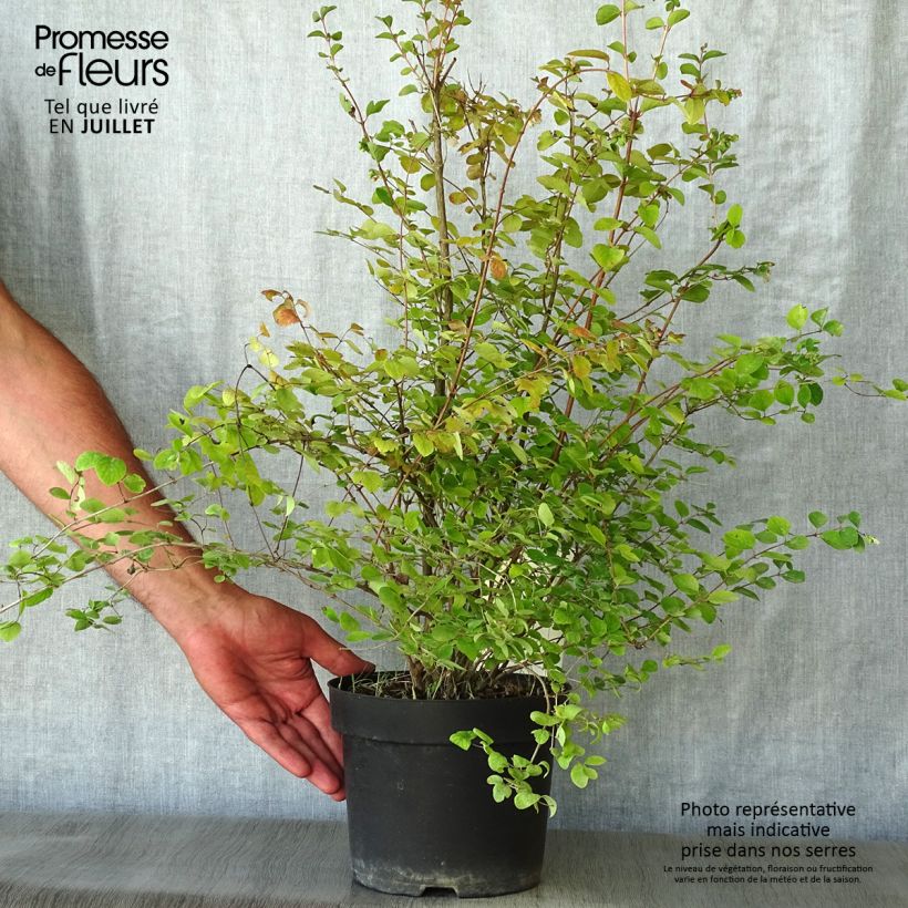 Exemplar von Amethystbeere Amethyst - Symphoricarpos Topf mit 2L/3L wie im Sommer geliefert