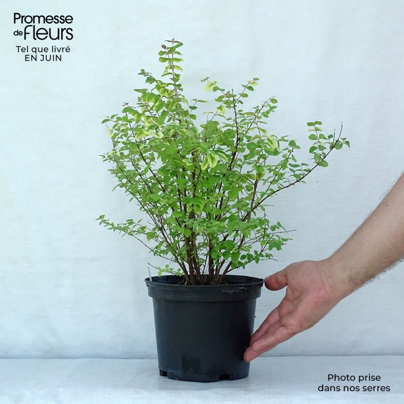 Exemplar von Amethystbeere Magic Berry - Symphoricarpos Topf mit 2L/3L wie im Sommer geliefert