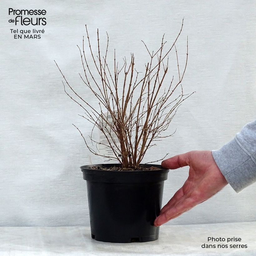 Example of Amethystbeere Magic Berry - Symphoricarpos Topf mit 2L/3L as you get in printemps