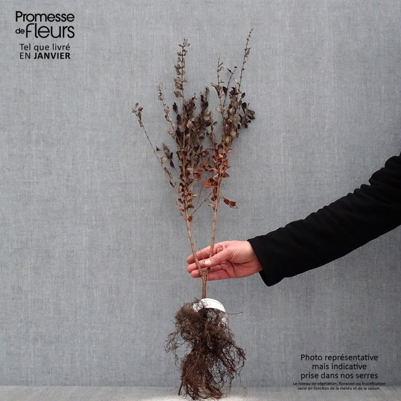 Exemplar von Korallenbeere - Symphoricarpos orbiculatus Wurzelnackt, Strauch wie im Winter geliefert