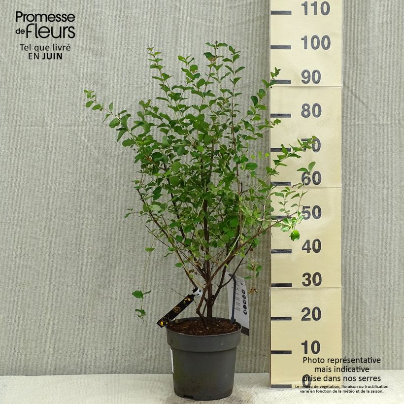 Exemplar von Korallenbeere Symphony Rave - Symphoricarpos orbiculatus Topf mit 4L/5L wie im Frühjahr geliefert
