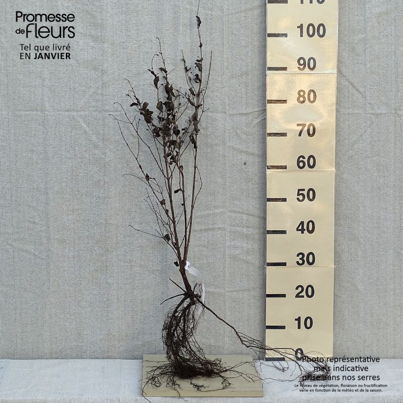 Exemplar von Gewöhnliche Schneebeere Laevigatus - Symphoricarpos albus var. laevigatus Wurzelnackt wie im Winter geliefert