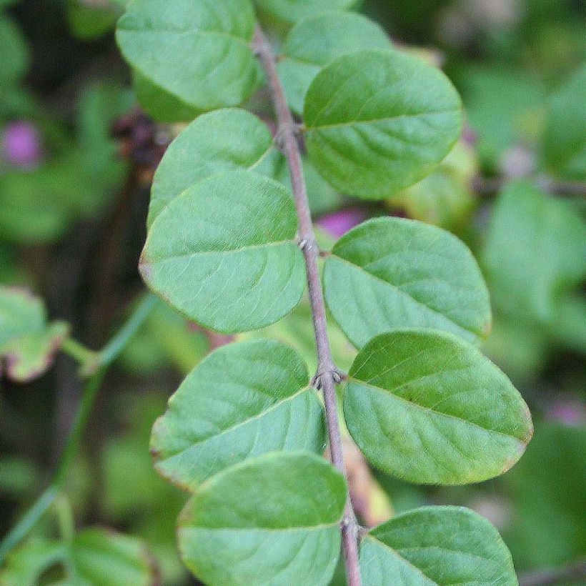 Amethystbeere Magic Berry - Symphoricarpos (Foliage)