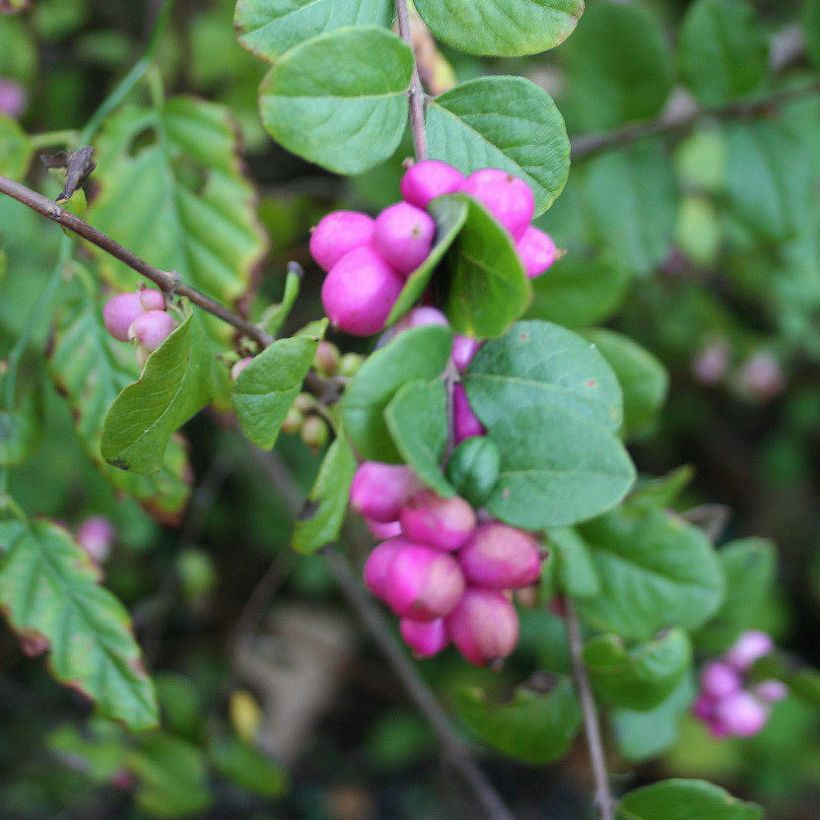 Amethystbeere Magic Berry - Symphoricarpos (Harvest)