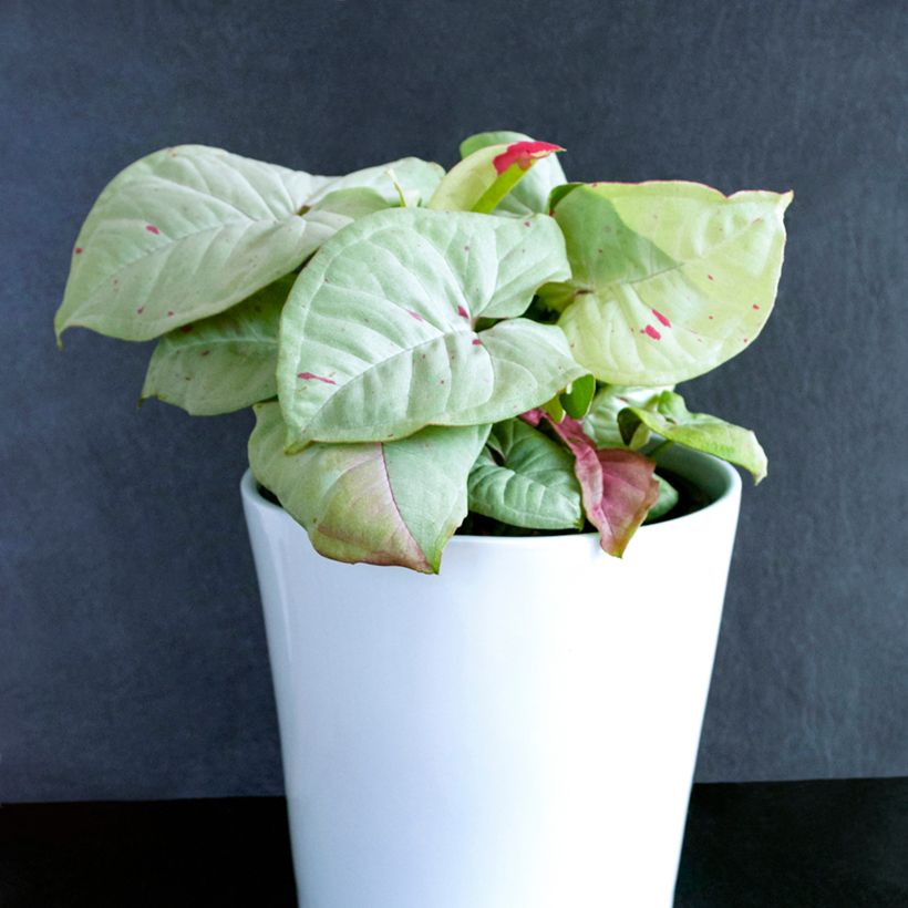 Syngonium Confetti (Wuchs)