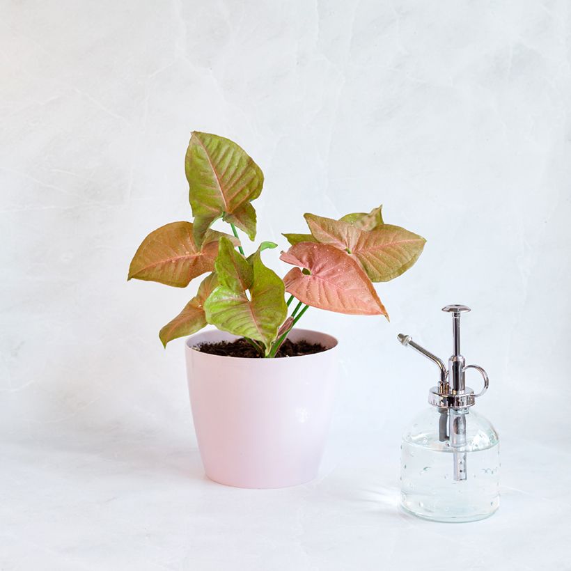 Purpurtute - Syngonium Neon Robusta (Plant habit)