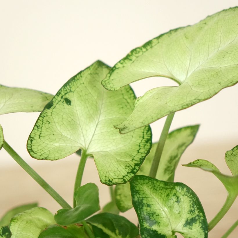 Purpurtute - Syngonium Snow White - Patte d'oie (Foliage)