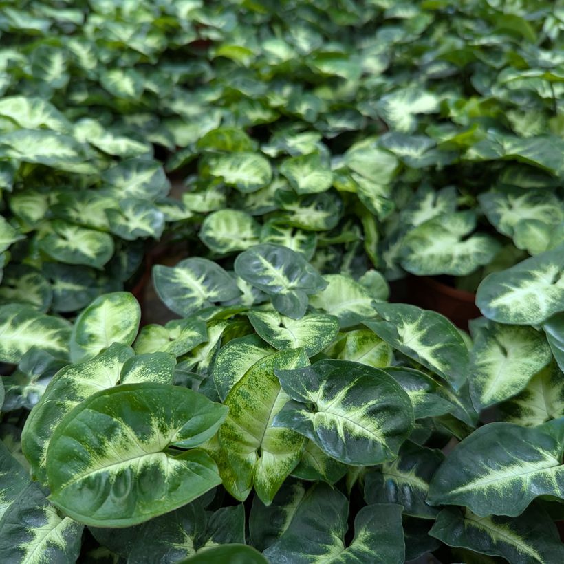 Syngonium Pixie (Laub)