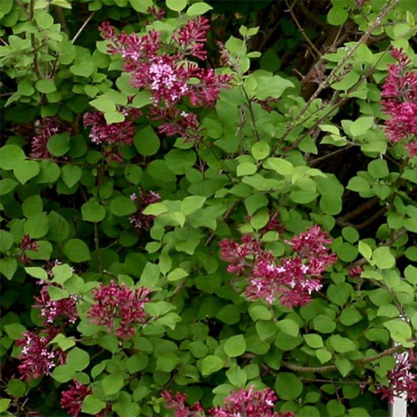 Syringa Bloomerang Dark Purple - Zwerg-Duftflieder (Foliage)
