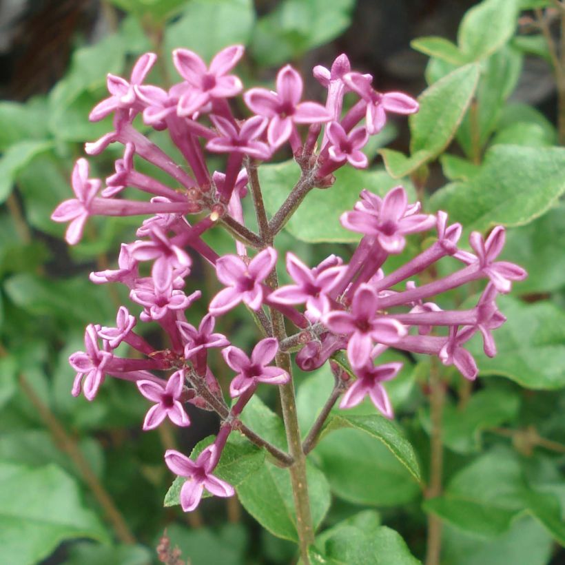 Syringa Bloomerang Dark Purple - Zwerg-Duftflieder (Flowering)