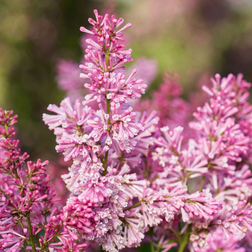 Zwerg-Duftflieder Pinktini™ - Syringa x prestoniae (Blüte)
