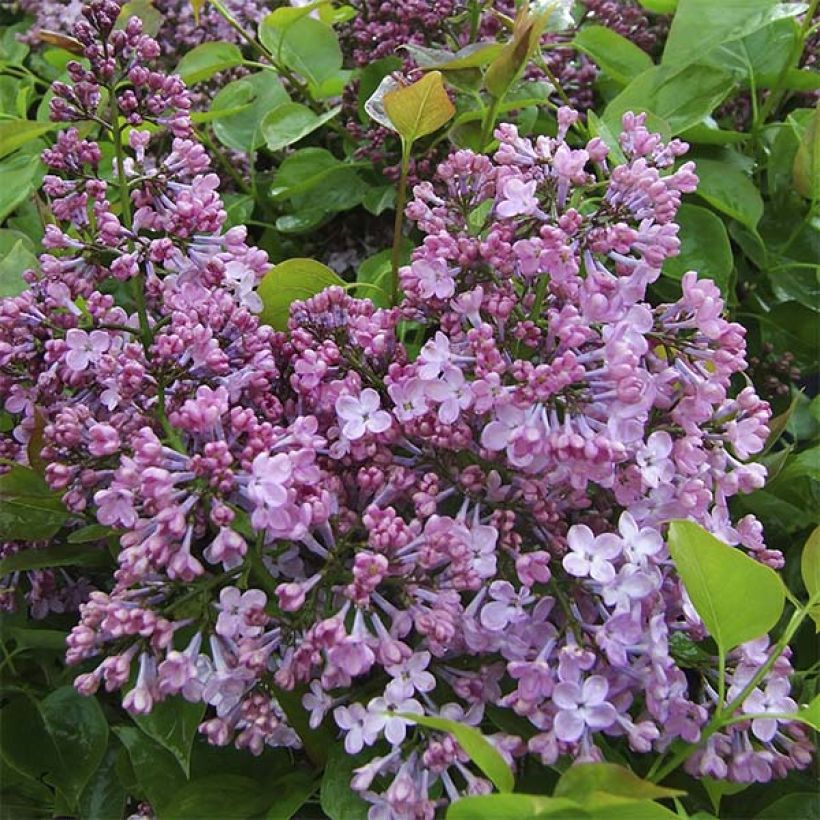 Flieder Maiden's Blush - Syringa hyacinthiflora (Blüte)