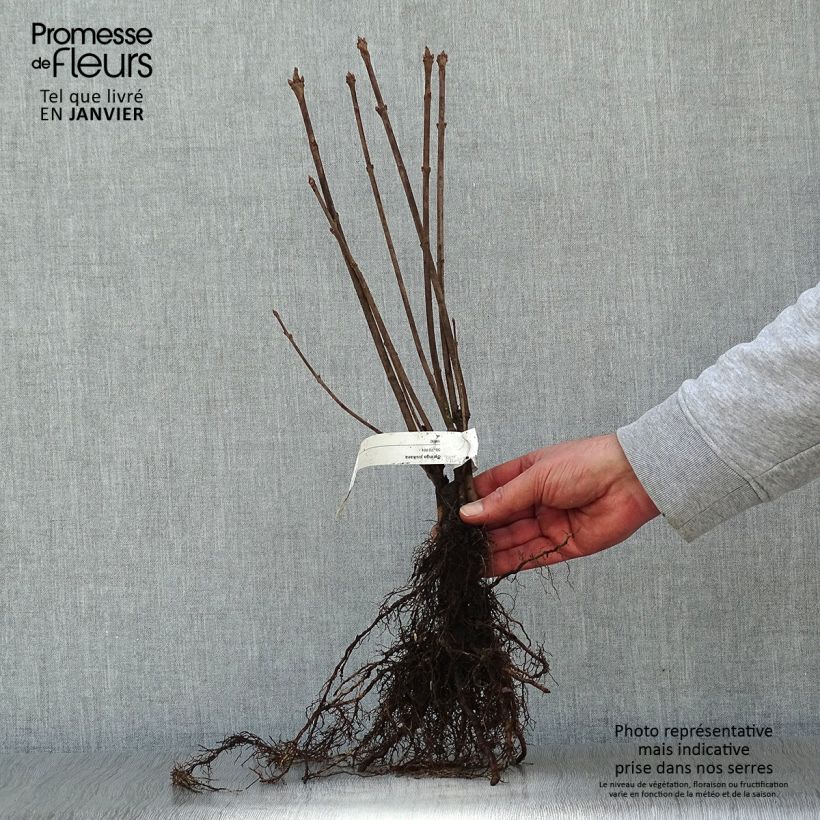 Exemplar von Ungarischer Flieder - Syringa josikae Wurzelnackt wie im Winter geliefert