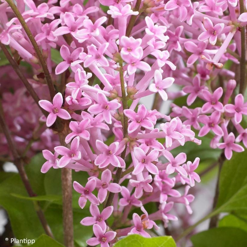 Zwerg-Duftflieder Flowerfesta Pink - Syringa meyeri (Flowering)