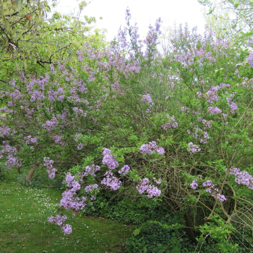 Persischer Flieder var. Laciniata - Syringa persica (Plant habit)